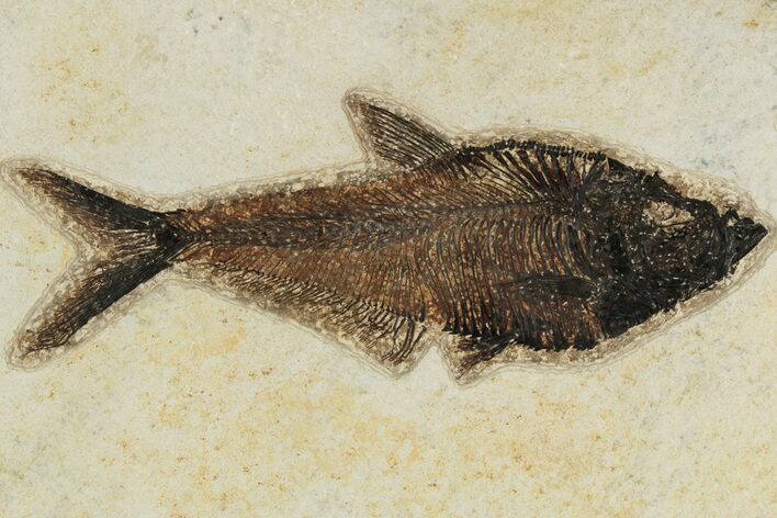 Fossil Fish (Diplomystus) - Wyoming #189268